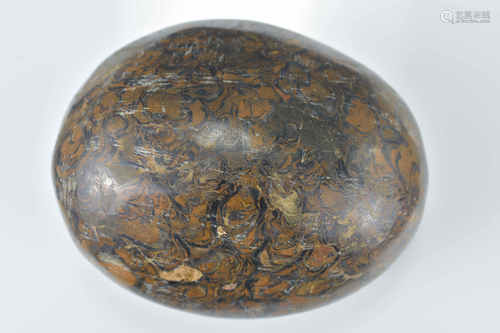 A polished fossilized stone pebble. 8Cm x 6.5cm