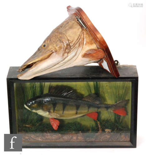 A 20th Century taxidermy study of a perch in river bed setting in a glazed display case, 31.5cm x 50.5cm and a later composite head study of a 37lb 10oz pike caught on a Devon minnow 1936 on a shield, height 36cm (2)