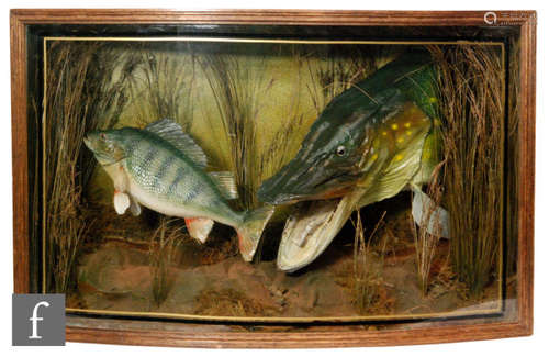 A 20th Century taxidermy study of an open jaw pike attacking a perch in river bed setting, bow front case by N Dewhurst Bridgnorth, 46.5cm x 76cm