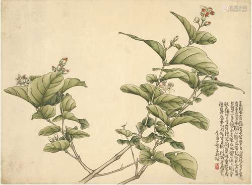 黄士陵（1849～1908） 茉莉花 设色纸本 镜片