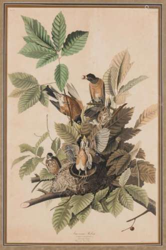 J. Audubon, American Robin, Havell Edition
