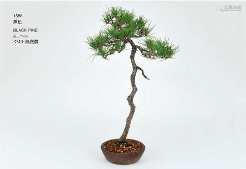 黑松 BLACK PINE