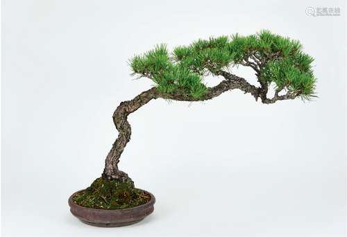 黑松 BLACK PINE