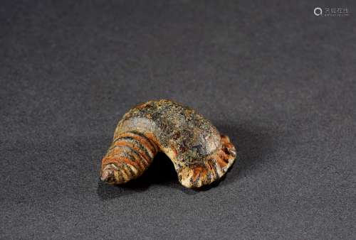 西周·大型仿生青铜螺贝币 说明：青铜仿生活体式海螺贝币，体型硕大，稀见品。