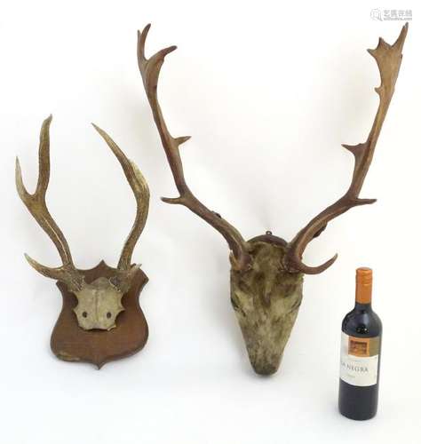 Taxidermy: an early 20thC head mount of a fallow buck,