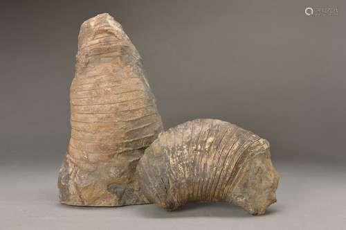 2 fossils of the Devon