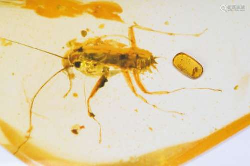 oldest amber of the Cretaceous of Burmese withrarity 