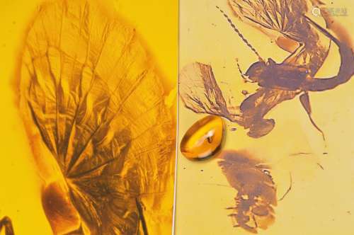 Dominican amber with rarity Dermaptera earwig 