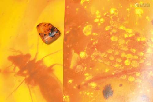 oldest amber of the Cretaceous of Burmese