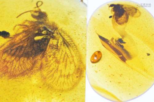 oldest amber of the Cretaceous of Burmese