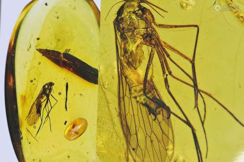 oldest amber of the Cretaceous of Burmese withrarity 