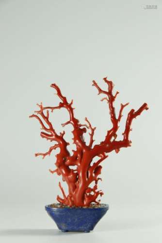 Superb large size coral carved bonsai/lapis lazuli