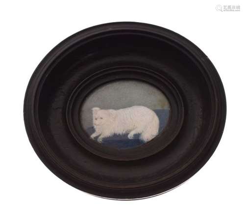 Late 19th/early 20th Century painted oval miniature of a small dog, perhaps a Papillon, the white