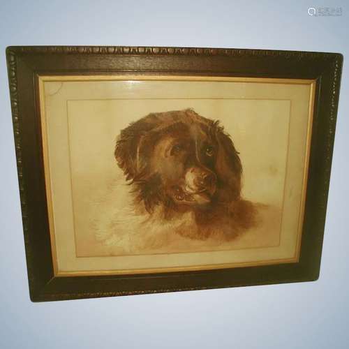 Framed English Watercolor Late 19th C St Bernard