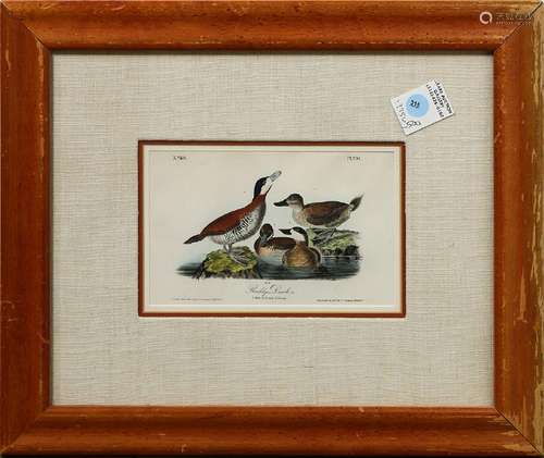 Print, After John James Audubon