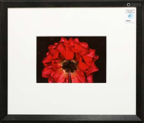 Photograph, Red Flower