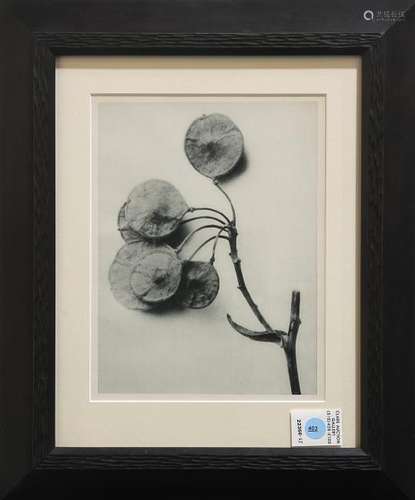 Print, After Karl Blossfeldt