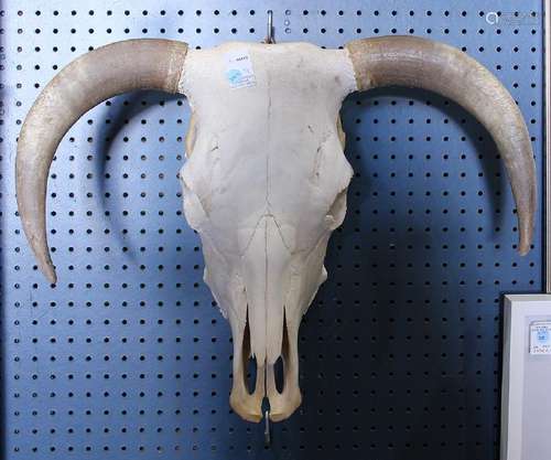 Horned steer skull, 21