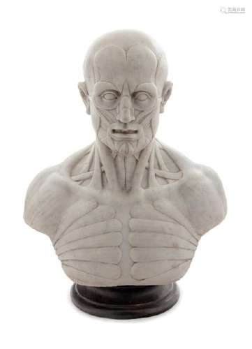 An Italian Marble Anatomical Bust