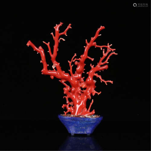 CHINESE CORAL BENSAI IN LAPIS BASIN