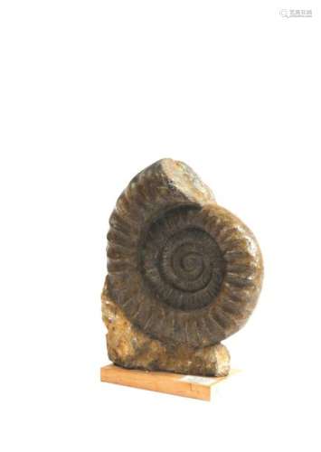 Grande ammonite Arietites sur roche. Animal marin …