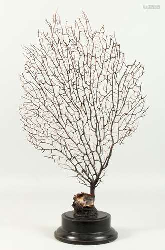 A TREE FORM CORAL SPECIMEN, on turned stand. 62cms high inc. stand.