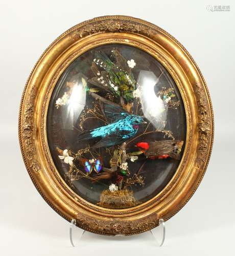 A VICTORIAN COLLECTION OF TAXIDERMY EXOTIC BIRDS, including a Spangled Cotinga mounted on a