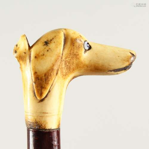 A RUSTIC WALKING STICK, the handle as a carved bone dog's head whistle.