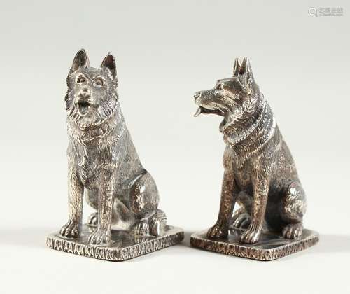 A GOOD PAIR OF HEAVY SOLID SILVER ALSATION DOG SALT AND PEPPERS on rectangular bases. 7cms high.