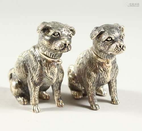 A GOOD PAIR OF SOLID SILVER NOVELTY PUG DOG SALT AND PEPPERS. 6.5cms high.