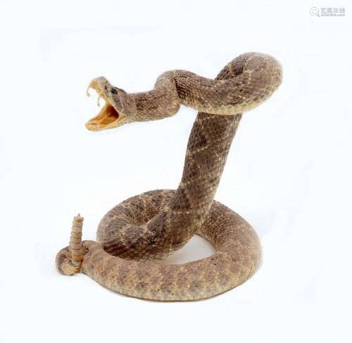 FULL BODY TAXIDERMY RATTLESNAKE