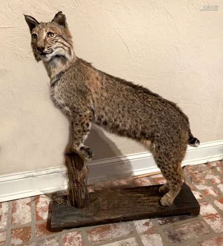 TAXIDERMY BOB CAT