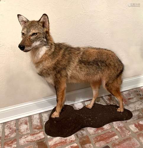 FULL BODY TAXIDERMY COYOTE