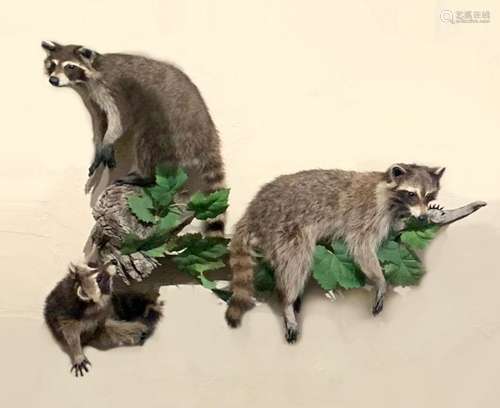 TAXIDERMY RACOON FAMILY