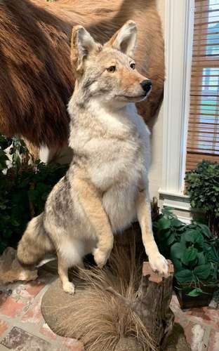 FULL BODY TAXIDERMY FOX