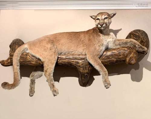 FULL BODY MOUNTED TAXIDERMY MOUNTAIN LION