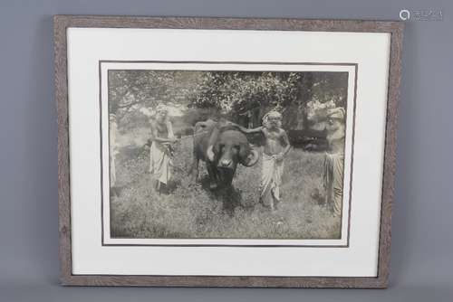 A Vintage Black and White Indian Photograph, depicting Indians with a Water Buffalo, approx 35 x 26 cms, framed and glazed