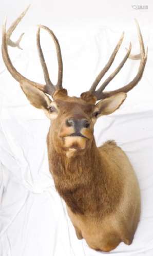 Impressive Trophy Elk Shoulder Mount Taxidermy