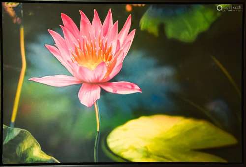 Jerry Ott Photo Realistic Acrylic Flower Painting