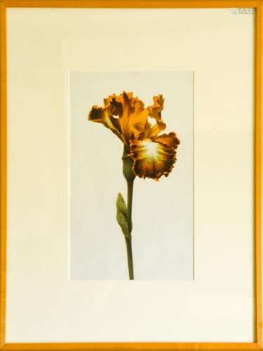 Mark Dassoulas Photo Realistic Flower Painting