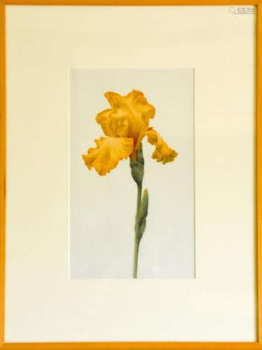 Mark Dassoulas Photo Realistic Flower Painting