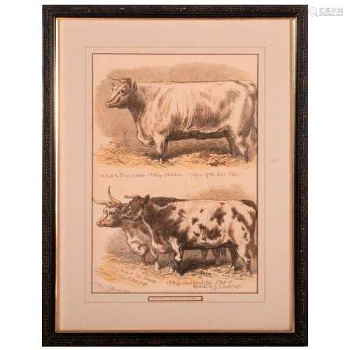 Colored print of awarded cattle at a show signed