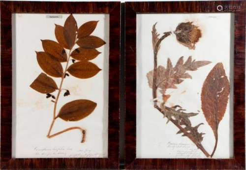 Eight late 18th/ early 19th century botanicals in early