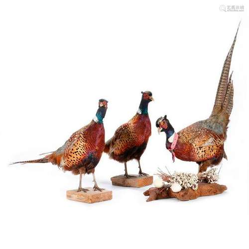 Three St. Francis Yacht Club taxidermy pheasants.