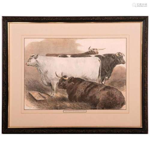 Colored Print of cattle at an English cattle show
