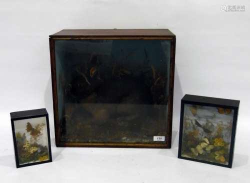 Taxidermy stuffed and mounted rabbit in naturalistic setting and two cases of butterflies mounted in
