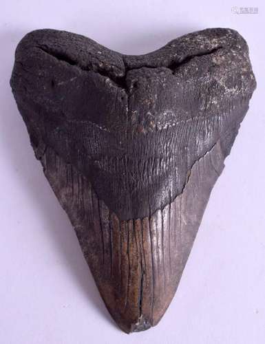 A LARGE PREHISTORIC MEGALODON TOOTH. 12 cm x 13 cm.