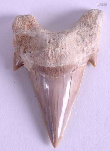 A PREHISTORIC MEGALODON TOOTH. 4 cm x 5.5 cm.