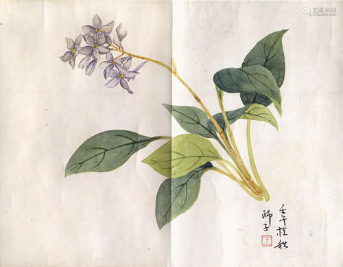 王師子  花卉