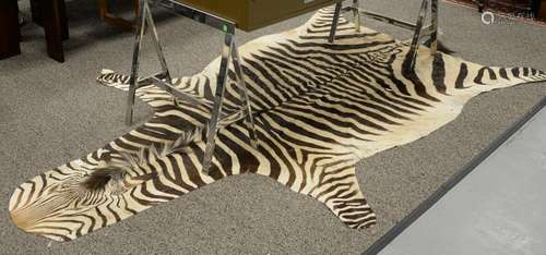 Zebra skin rug, 5' 7